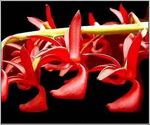 Mormodes paraensis